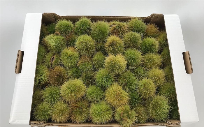 <h4>CASTANEA SATIVA CASSETTE X 25/30</h4>