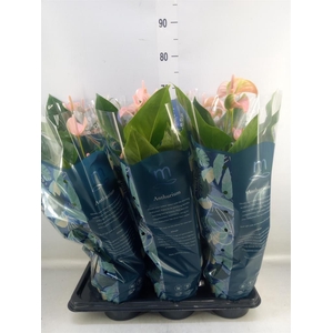 Anthurium andr. 'Joli Peach'