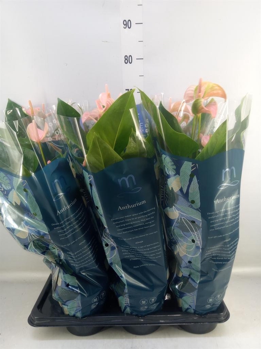 <h4>Anthurium andr. 'Joli Peach'</h4>