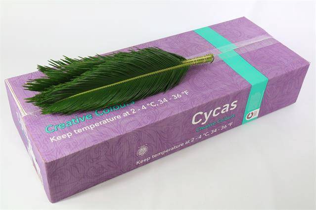 <h4>CYCAS REVOLUTA  60CM</h4>