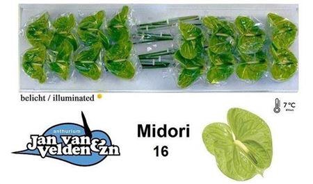 <h4>Anth A Midori</h4>