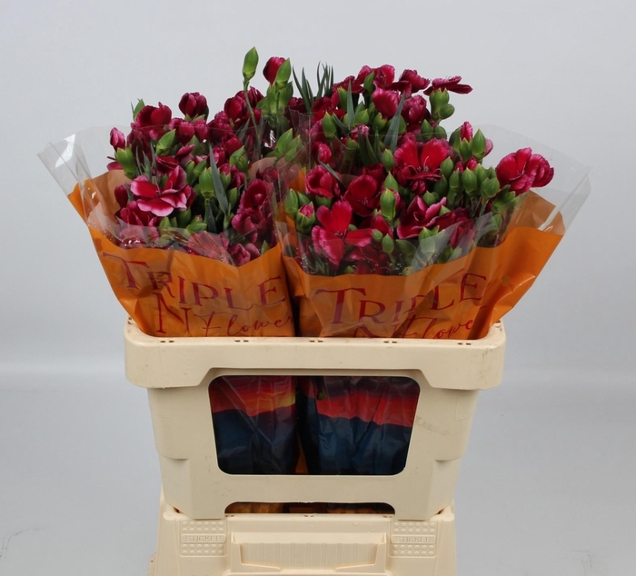 <h4>DI TE SOLOMIO SEM</h4>