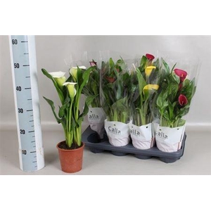Zantedeschia Gemengd Calla Mix In C 3-4++