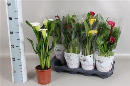 <h4>Zantedeschia Gemengd Calla Mix In C 3-4++</h4>