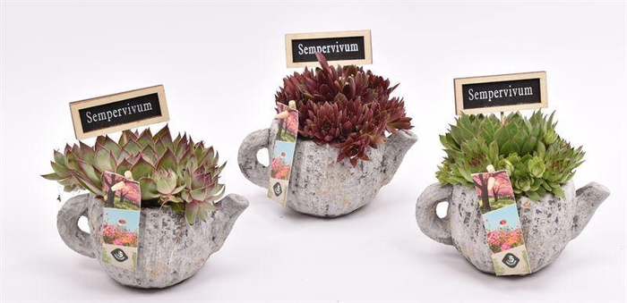 <h4>Cement Theepot old look dia 9/16</h4>
