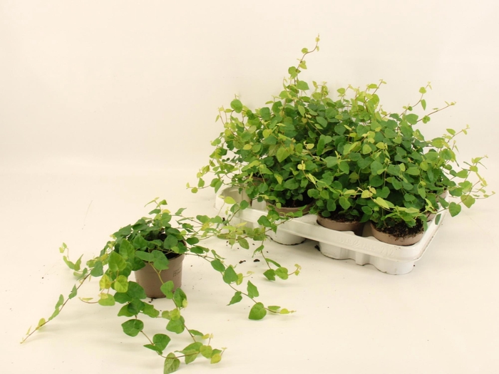 <h4>FIC PU GREEN SUNNY</h4>