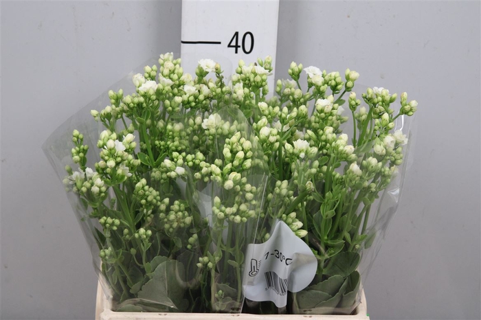 <h4>Kalanchoe White Meadow</h4>