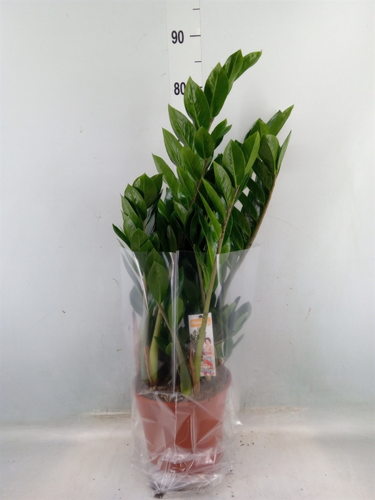 <h4>Zamioculcas zamiifolia</h4>