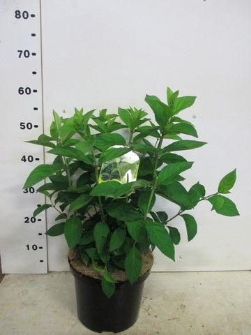 <h4>Hydrangea pan. Magical Candle struik P23</h4>