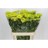 Chrysanthemum Gp Rossano Lime