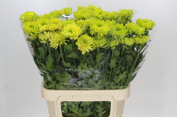 Chrysanthemum Gp Rossano Lime