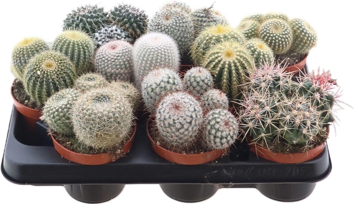 <h4>Cactus Gemengd Bol</h4>