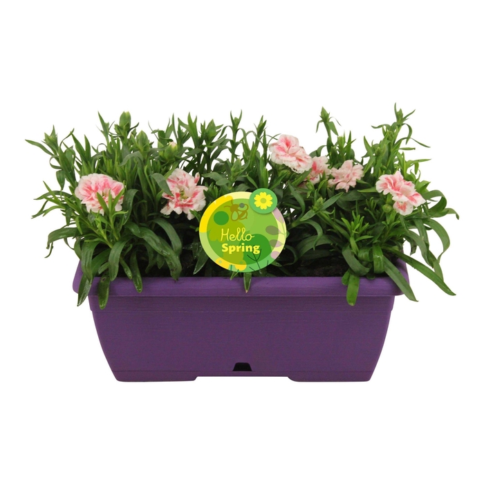 <h4>Hello Spring Dianthus Oscar in Duobak Paars</h4>