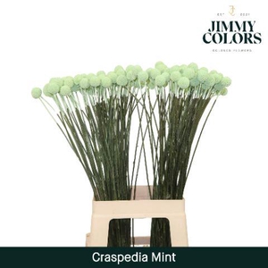 Craspedia L60 Mint Groen