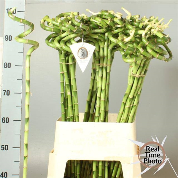 <h4>DRAC S LUCKY BAMBOO</h4>