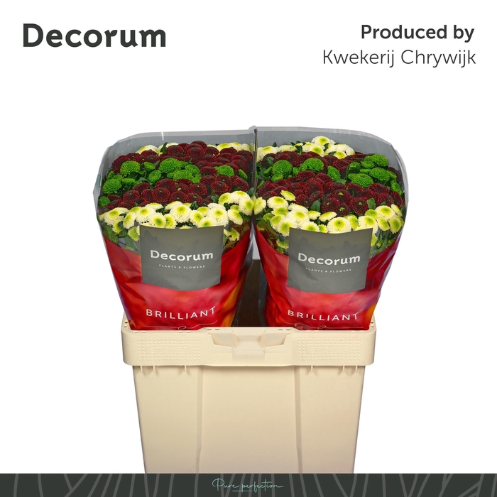 <h4>CHR S POMPON GEM BS</h4>