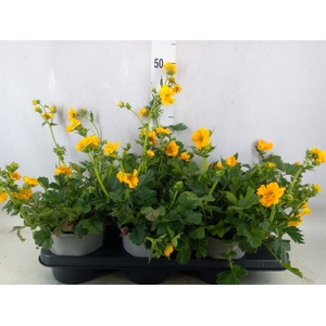 Geum chiloense 'Lady Stratheden'