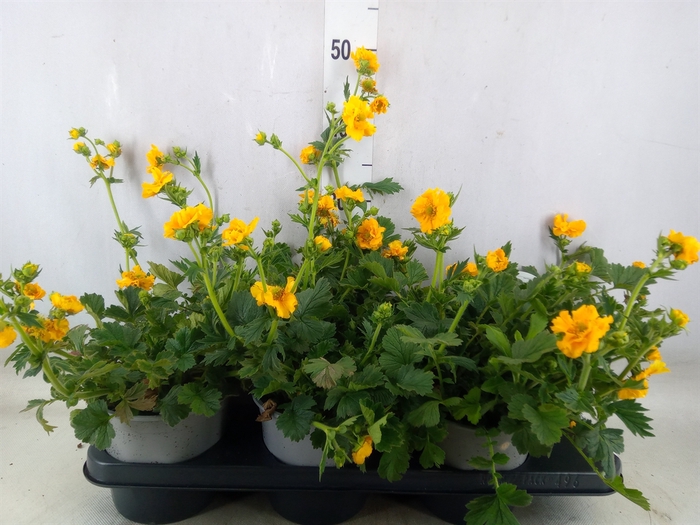 <h4>Geum chiloense 'Lady Stratheden'</h4>
