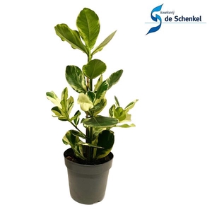 Clusia rosea White star