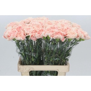 Dianthus St Lady Cappucino