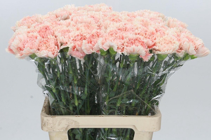 <h4>Dianthus St Lady Cappucino</h4>