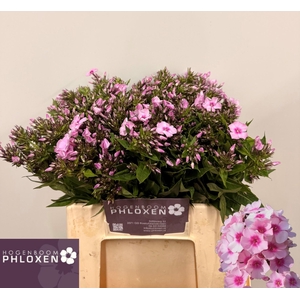 PHLOX P SWEET LEXY