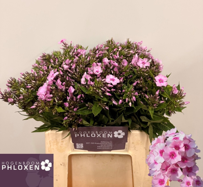 <h4>PHLOX P SWEET LEXY</h4>