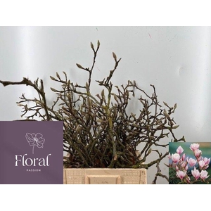 MAGNOLIA GRANDIFLORA