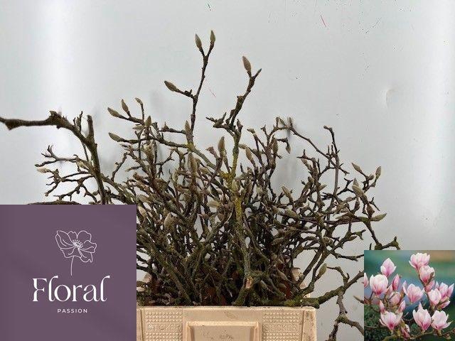 <h4>MAGNOLIA GRANDIFLORA</h4>