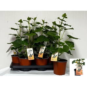 KOMKOMMERPLANTEN stock