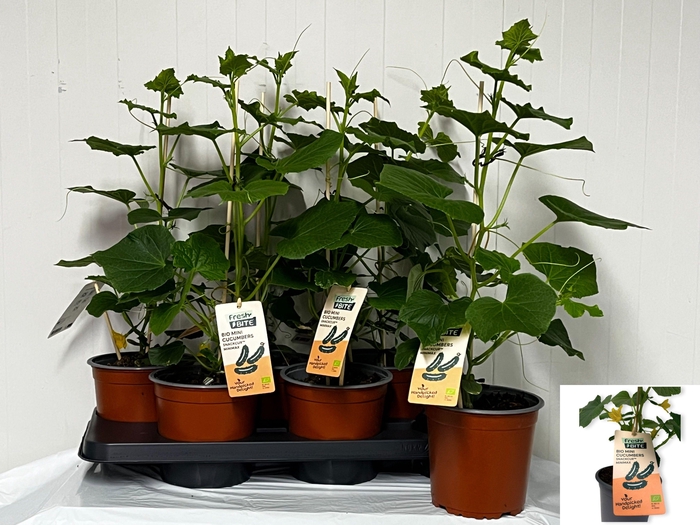 <h4>KOMKOMMERPLANTEN stock</h4>