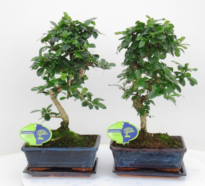 <h4>Carmona macrophylla, 20cm., shape, with drip tray</h4>