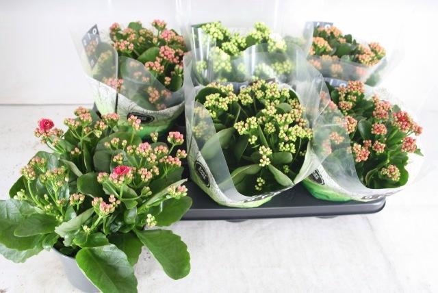 <h4>KAL GE GEM 5 KL</h4>