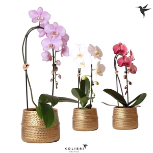 Kolibri Orchids Phalaenopsis Cascade Niagara Fall mix 1 spike in Groove pot gold
