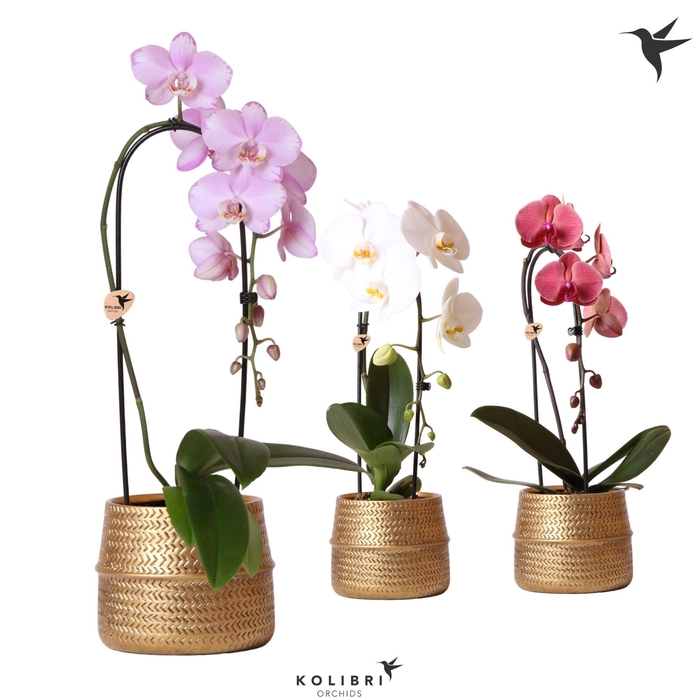 <h4>Kolibri Orchids Phalaenopsis Cascade Niagara Fall mix 1 spike in Groove pot gold</h4>