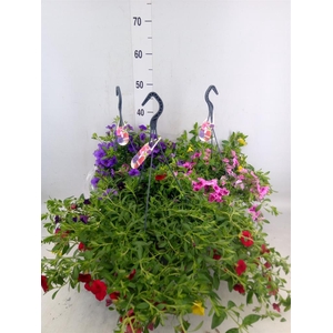 Calibrachoa  'Minifam'   ...mix pot