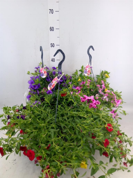 <h4>Calibrachoa  'Minifam'   ...mix pot</h4>
