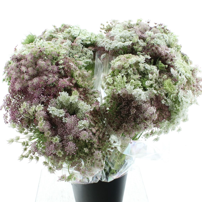 <h4>Daucus Carota</h4>