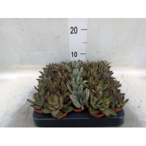 Kalanchoe NF   ...