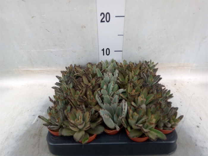 <h4>Kalanchoe NF   ...</h4>