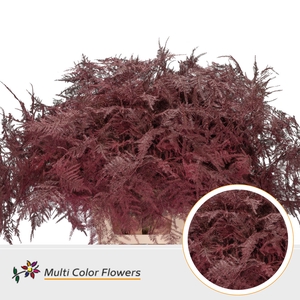 Asparagus Extra V Bordeaux