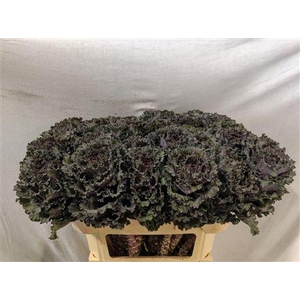 BRASSICA BLACK ANGEL