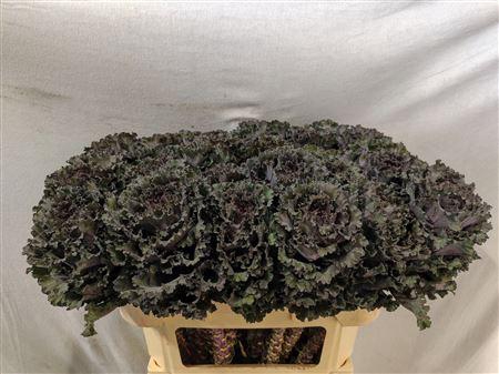 <h4>BRASSICA BLACK ANGEL</h4>