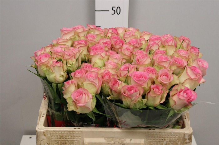 <h4>R Gr Lovely Jewel</h4>