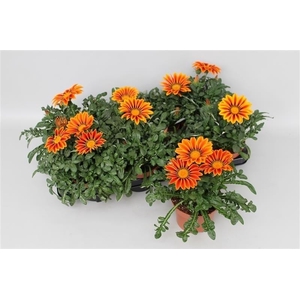 Gazania Big Kiss Yellow Stripe