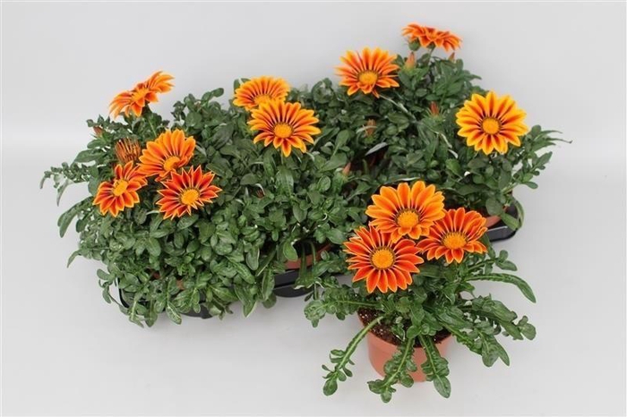 <h4>Gazania Big Kiss Yellow Stripe</h4>