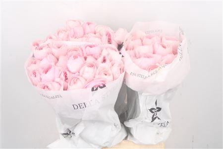 <h4>Ran Su Lady</h4>