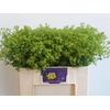 Alchemilla Mollis Robustica
