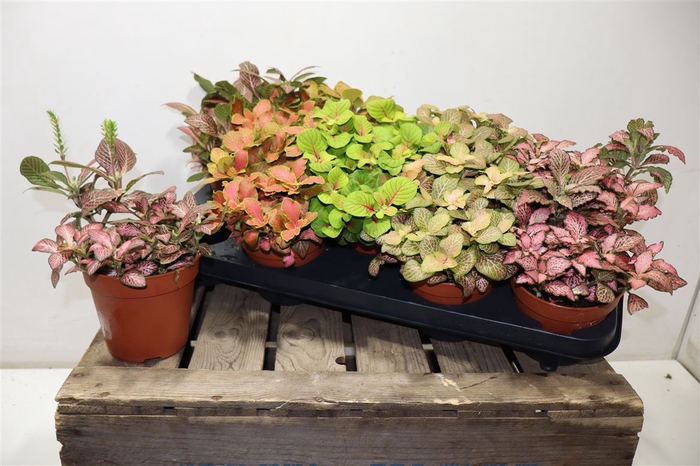 <h4>arr8 Fitt Gem</h4>