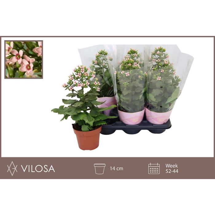 <h4>KAL FEMININE PINK</h4>